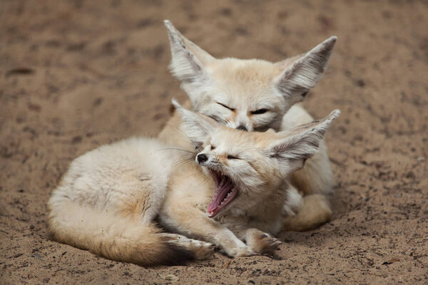 Fennec foxes (Vulpes zerda).
