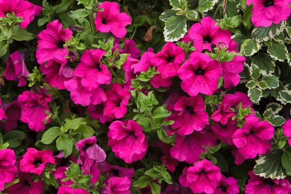 Petunia flowers background — Stock Photo, Image