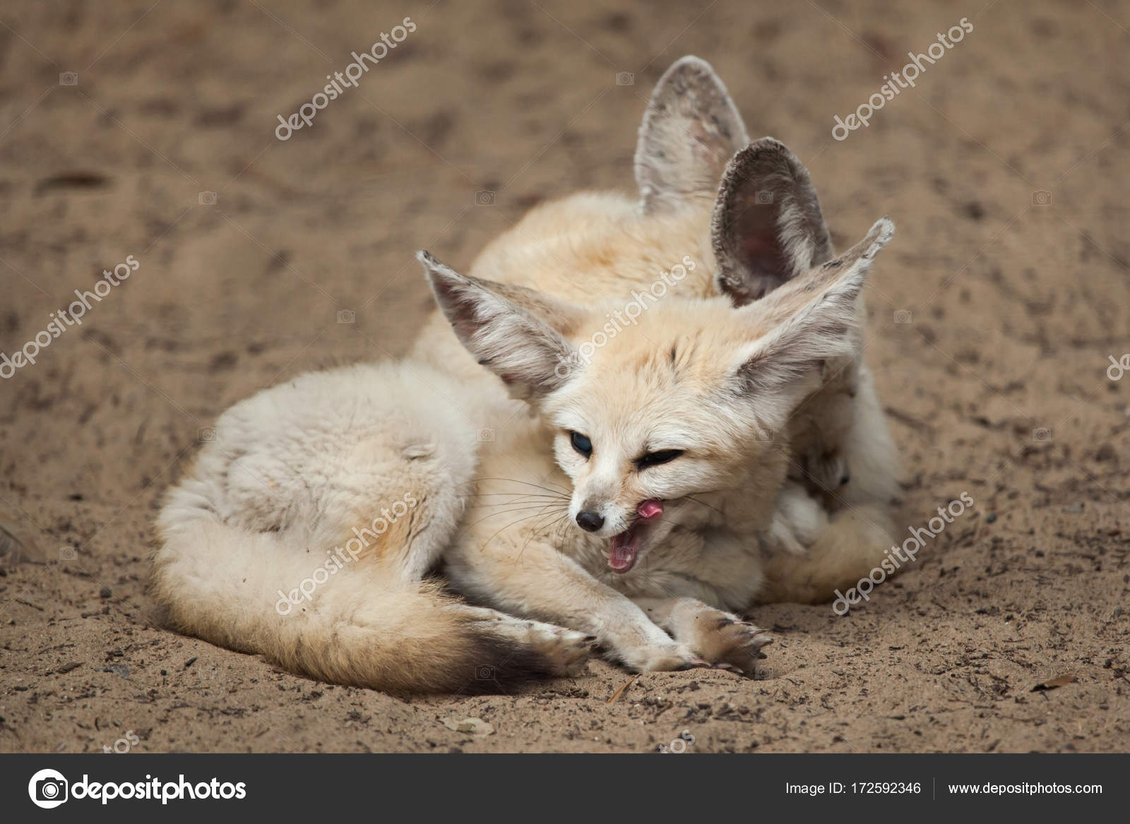 Fennec foxes lying on sand Stock Photo by ©wrangel 172592346