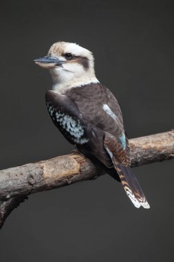 Laughing kookaburra bird clipart