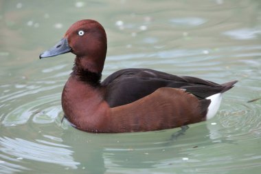 Brown ferruginous ördek