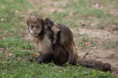 Altın karınlı capuchin çimenlerin üzerinde oturan