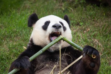 dev panda bambu yiyor.