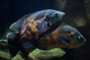 Tropikal Oscar balık 