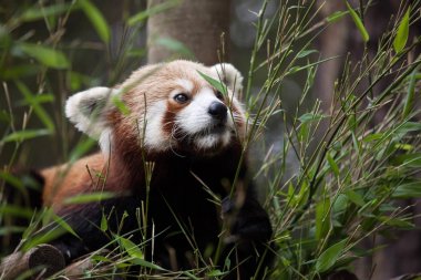 Batı kırmızı panda