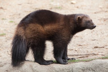 Wolverine standing on sand clipart