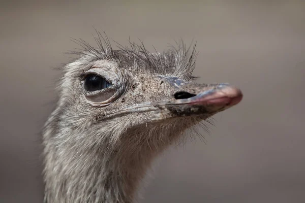 Pássaro de maior rhea — Fotografia de Stock