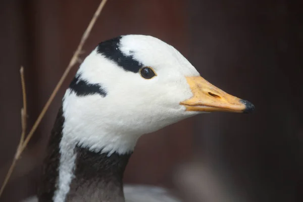 Closeup of Bar-headed goose — Stock Photo, Image