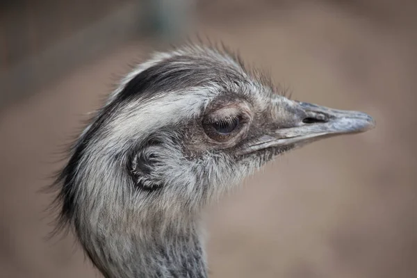 Pássaro de maior rhea — Fotografia de Stock