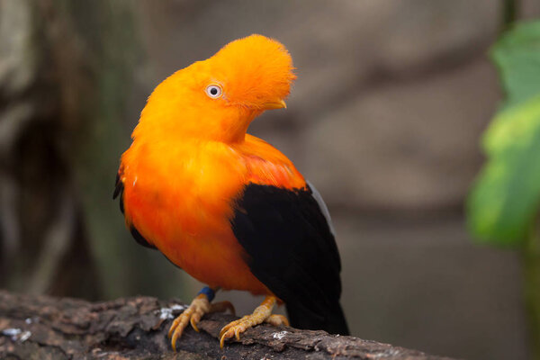 Andean cock-of-the-rock bird