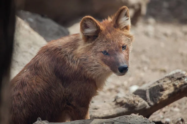 乌苏里江 dhole 在动物园 — 图库照片