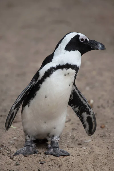 Pingüino africano en el zoológico — Foto de Stock