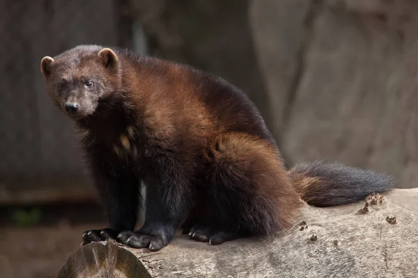 Wolverine sitting on log — Stock Photo, Image