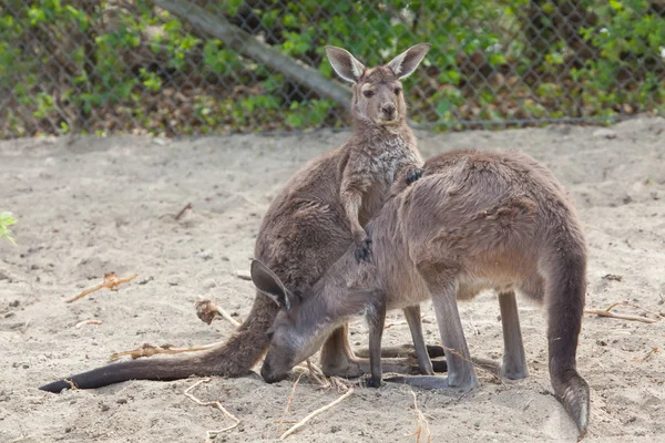 Westliches Graukänguru — Stockfoto