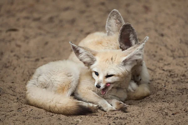 Fennec vossen liggend op het zand — Stockfoto