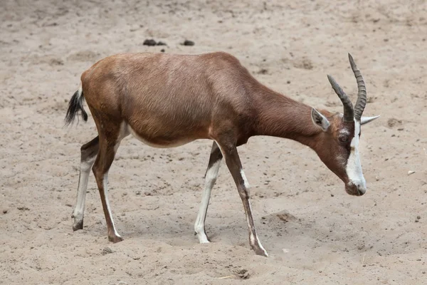 Blesbock stojící na písku — Stock fotografie