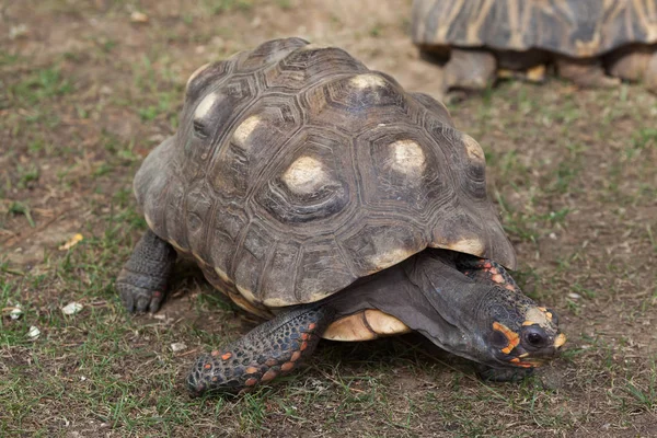 アカアシガメの草の上 — ストック写真