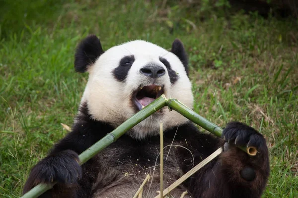 Óriás panda bambuszt eszik — Stock Fotó