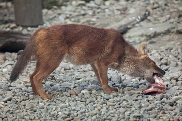 Dhole Ussuri τρώει κρέας — Φωτογραφία Αρχείου