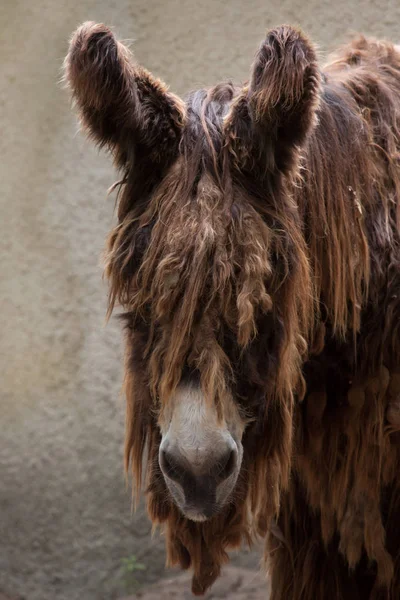Brown Poitou donkey — Φωτογραφία Αρχείου