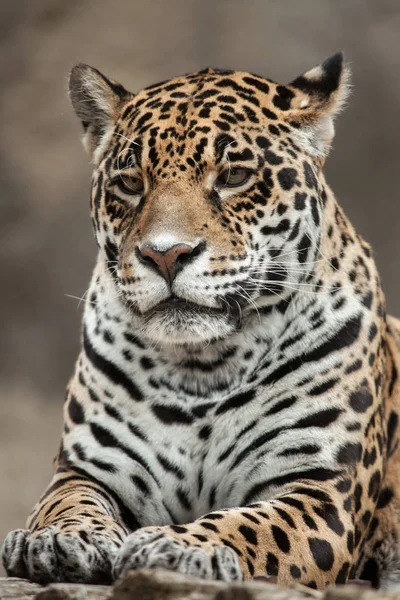 Portrét zasedání Jaguar — Stock fotografie