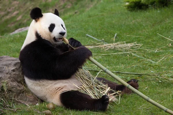 Reuzenpanda die bamboe eet — Stockfoto