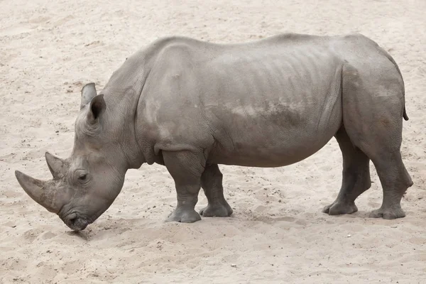 Rinoceronte blanco del sur —  Fotos de Stock