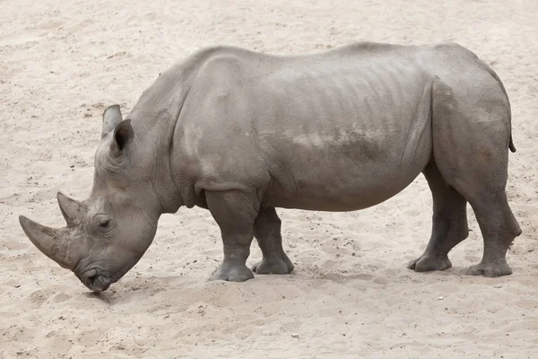 Zuidelijke witte neushoorn — Stockfoto