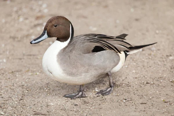 Kuzey pintail kuş — Stok fotoğraf