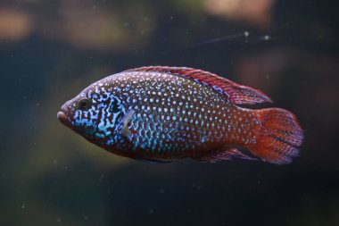 Afrika jewelfish (Hemichromis letourneuxi)