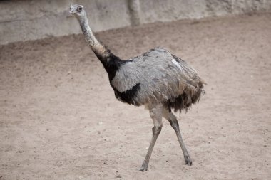 büyük rhea (rhea americana)