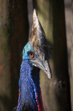 Güney cassowary (casuarius casuarius)