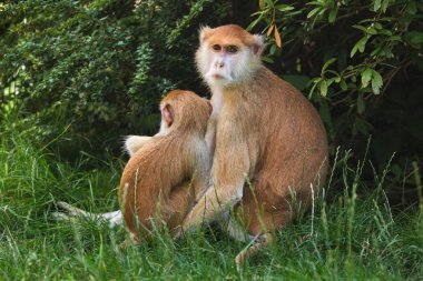 Patas monkey (Erythrocebus patas) clipart