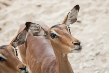 Impala (aepyceros melampus). 