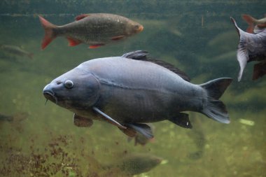 Ayna sazan (Cyprinus carpio carpio)