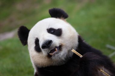 dev panda (ailuropoda melanoleuca).