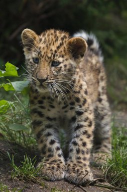 Amur leopard (Panthera pardus orientalis) clipart