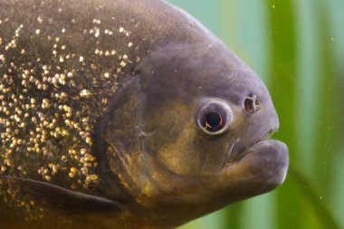 Kırmızı piranha (Pygocentrus nattereri)