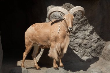 Berberi koyunu (ammotragus lervia). 