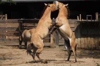 Przewalski'nın atları (Equus ferus przewalskii)