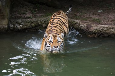 Sibirya Kaplanı (PANTHERA TIGRIS ALTAICA)