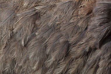 büyük rhea (rhea americana). 