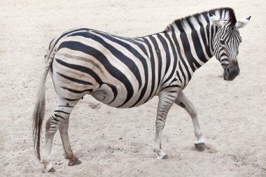Chapman'ın zebra (equus quagga chapmani).