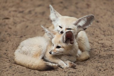 Rezene tilki (Vulpes zerda).