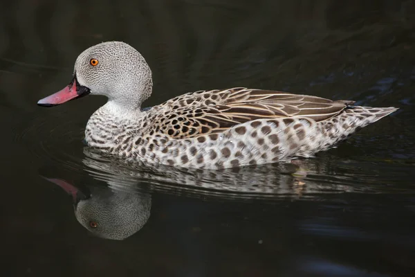 Cape turkusowy (Anas capensis) — Zdjęcie stockowe