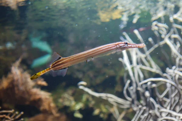 Poisson-trompette (Aulostomus maculatus) ) — Photo