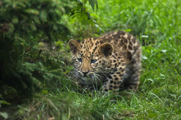 Amur Fard (Panthera pardus orientalis) ) — стоковое фото