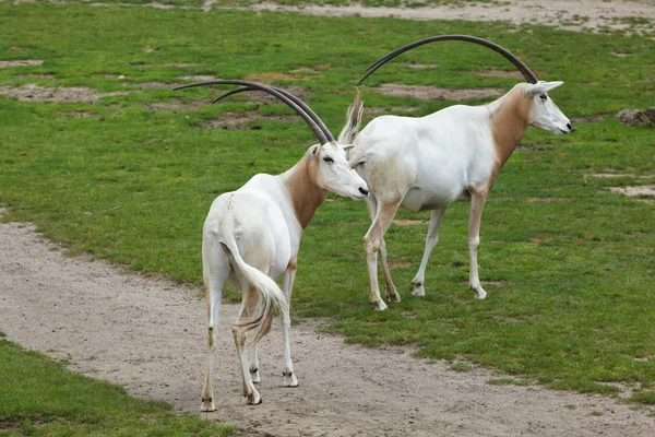 Orice scimitarra (Oryx dammah ) — Foto Stock