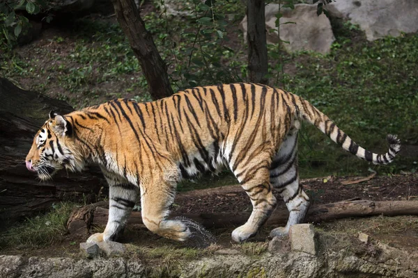 Sibirischer Tiger (PANTHERA TIGRIS ALTAIKA)) — Stockfoto