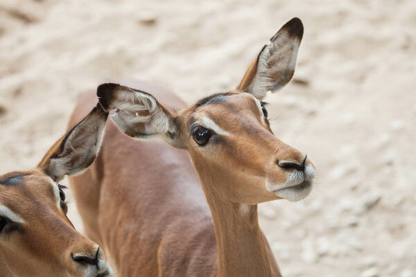 Импала (Aepyceros melampus)
). 
